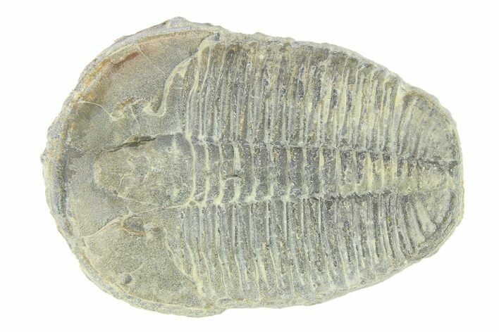 Elrathia Trilobite Fossil - Utah #288968